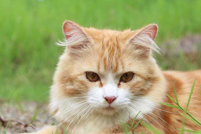 in home veterinary euthanasia services